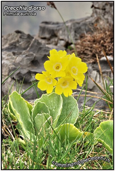 Primula auricola.jpg